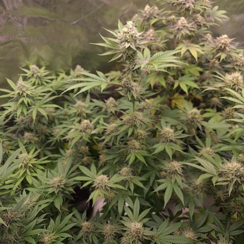 KingCherry#4*Zowahh f2. Week 11