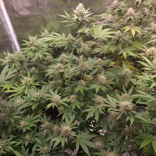 KingCherry#4*Zowahh f2. Week 11