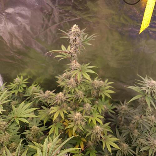 KingCherry#4*Zowahh f2. Week 11