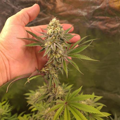 KingCherry#4*Zowahh f2. Week 11