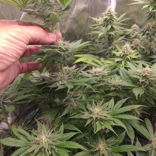 Banana Haze. Week 11