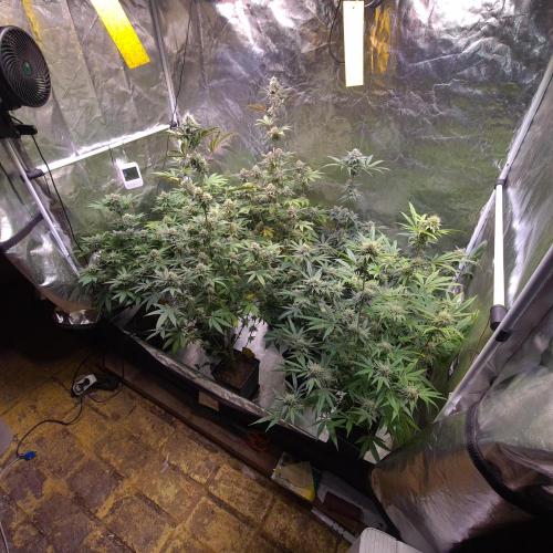 Banana Haze. Week 11