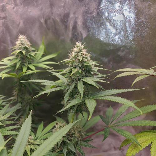 Goodie from Karma. Week 11