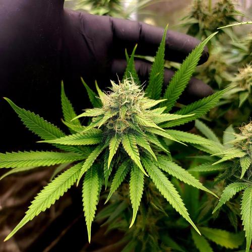 Goodie from Karma. Week 11