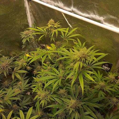 Lamboz - Ridgeline Farms. Week 12