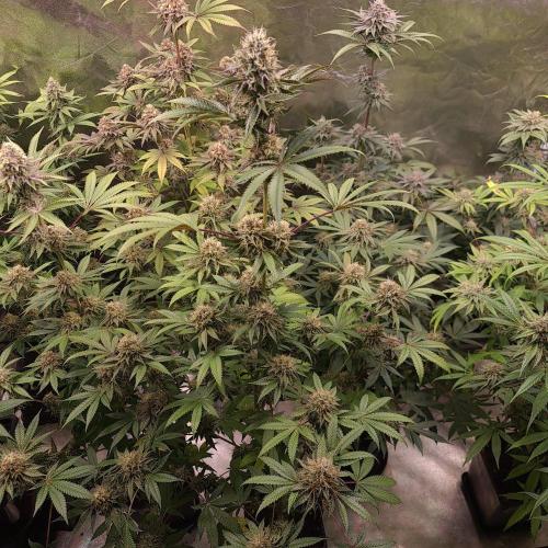 Lamboz - Ridgeline Farms. Week 12