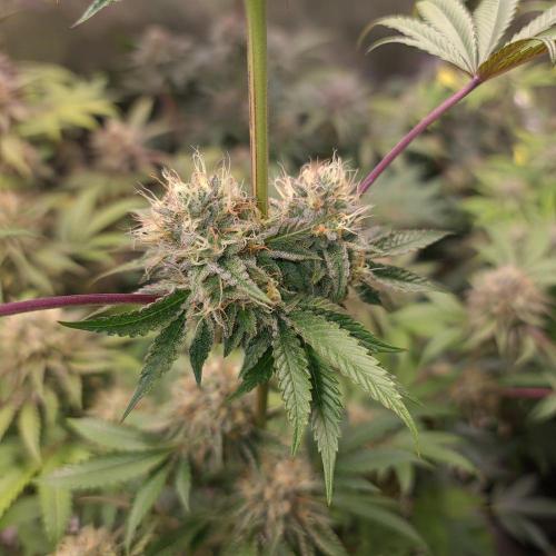 Lamboz - Ridgeline Farms. Week 12