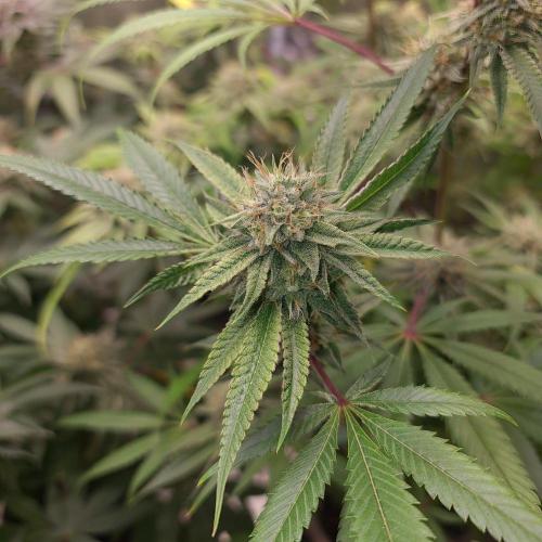 Lamboz - Ridgeline Farms. Week 12