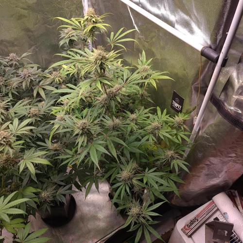 Lamboz - Ridgeline Farms. Week 12