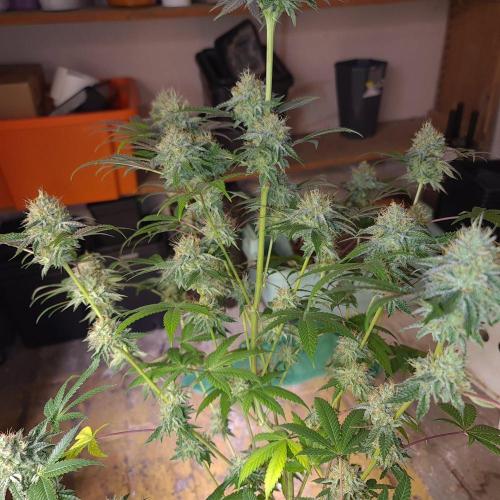 Lamboz - Ridgeline Farms. Week 12