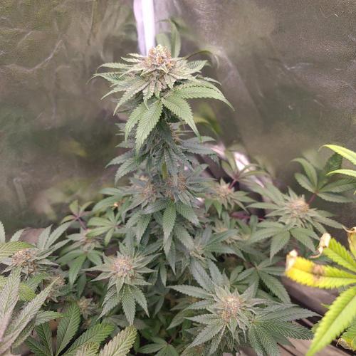 Trichome Jungle - Rainbow Cherry f2. Week 12