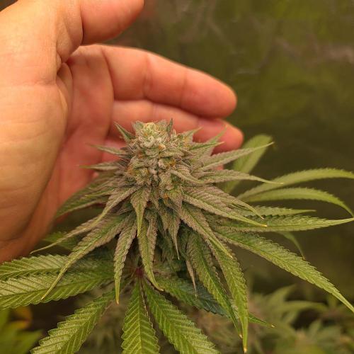 Trichome Jungle - Rainbow Cherry f2. Week 12
