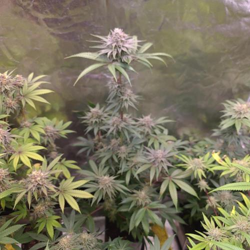 Trichome Jungle - Rainbow Cherry f2. Week 12