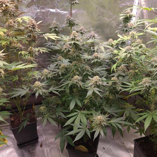 KingCherry#4*Zowahh f2. Week 12