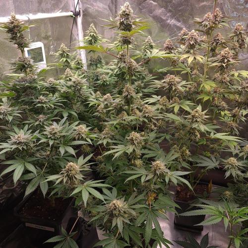KingCherry#4*Zowahh f2. Week 12