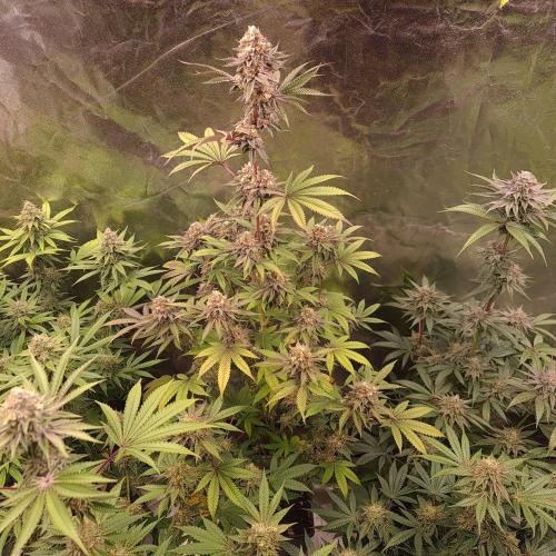KingCherry#4*Zowahh f2. Week 12