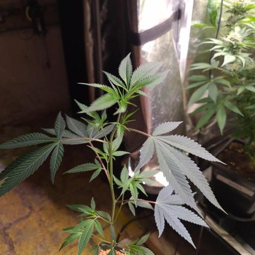 KingCherry#4*Zowahh f2. Week 12