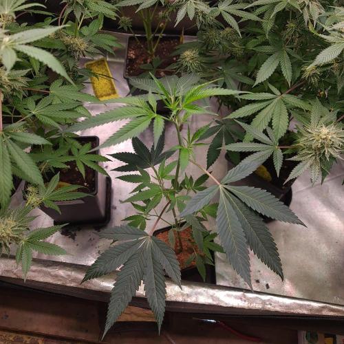 KingCherry#4*Zowahh f2. Week 12 - Super nice clone8