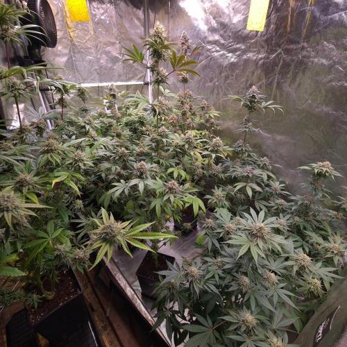 KingCherry#4*Zowahh f2. Week 12