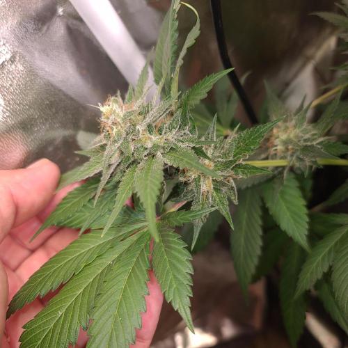 Banana Haze. Week 12