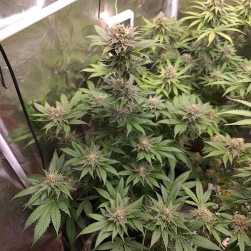 Banana Haze. Week 12