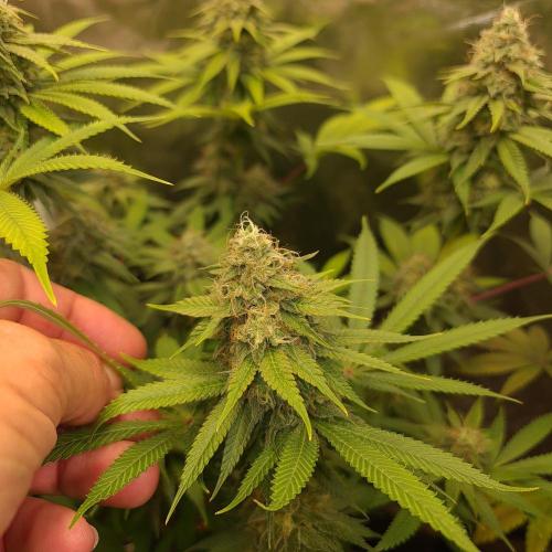 Goodie from Karma. Week 12