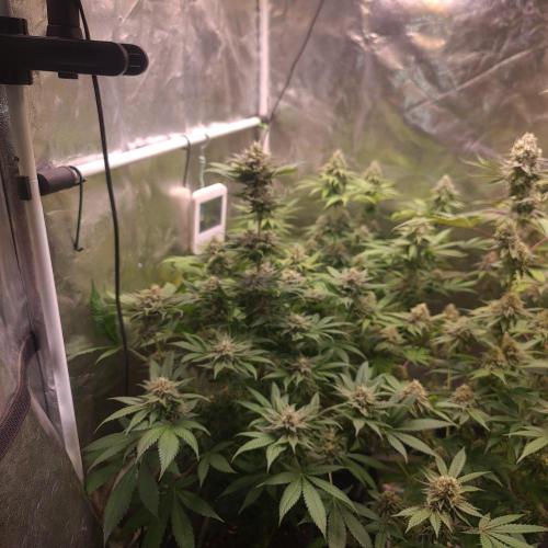Goodie from Karma. Week 12