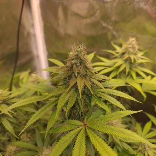 Goodie from Karma. Week 12