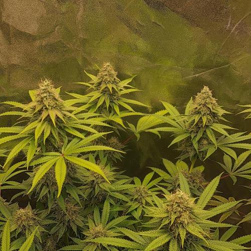 Goodie from Karma. Week 12