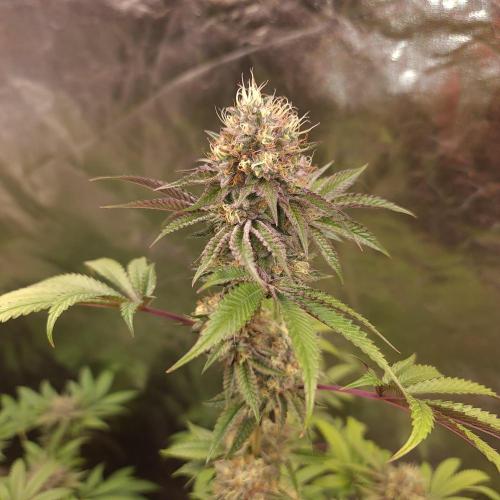 Lamboz. Week 13