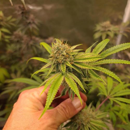 Lamboz. Week 13