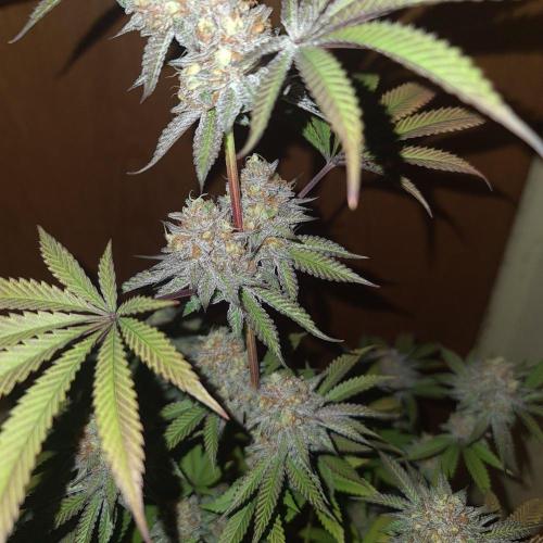 KingCherry#4*Zowahh f2. Week 13