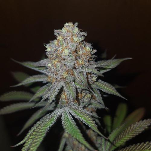 KingCherry#4*Zowahh f2. Week 13