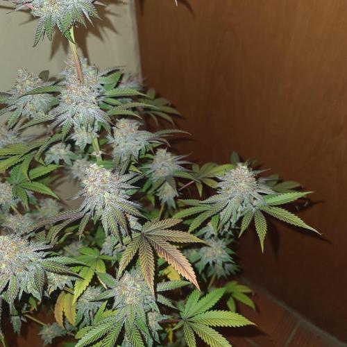 KingCherry#4*Zowahh f2. Week 13