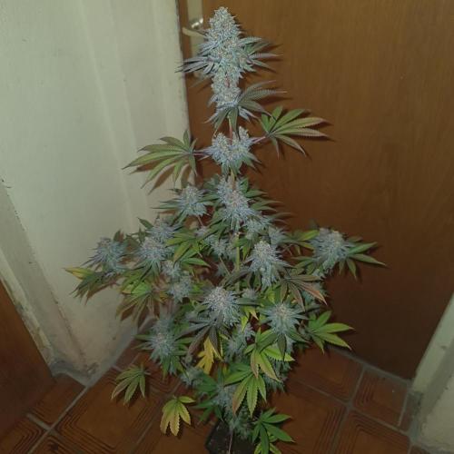 KingCherry#4*Zowahh f2. Week 13