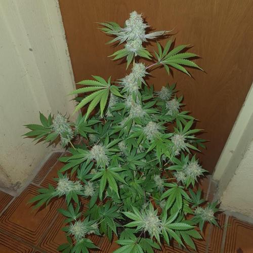 KingCherry#4*Zowahh f2. Week 13