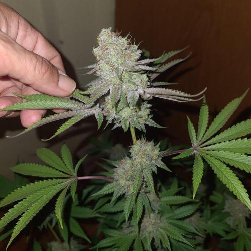 KingCherry#4*Zowahh f2. Week 13