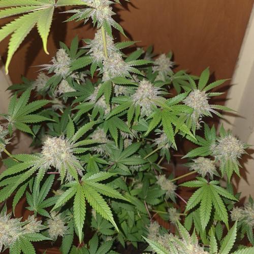 KingCherry#4*Zowahh f2. Week 13