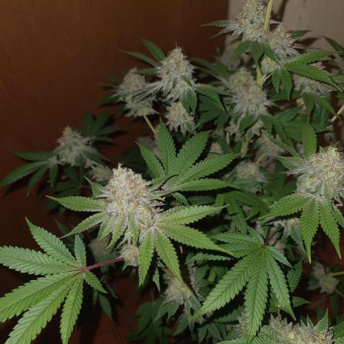 KingCherry#4*Zowahh f2. Week 13