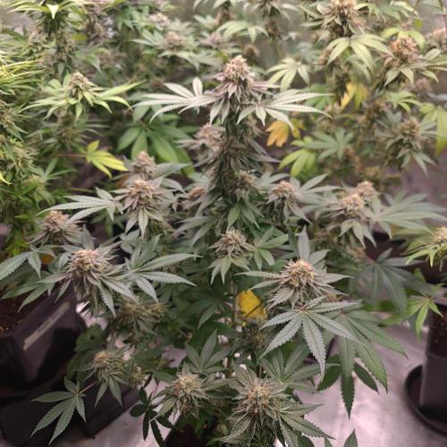 KingCherry#4*Zowahh f2. Week 13