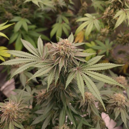 KingCherry#4*Zowahh f2. Week 13