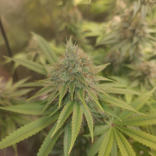 Goodie from Karma. Week 13