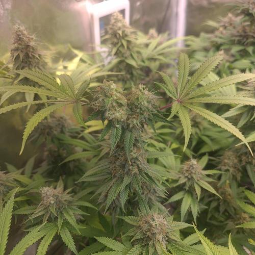 Goodie from Karma. Week 13