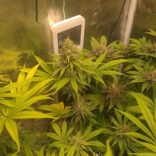 Goodie from Karma. Week 13