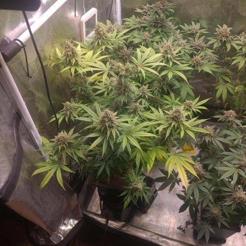 Zowahh Fresca LTD. Week 13