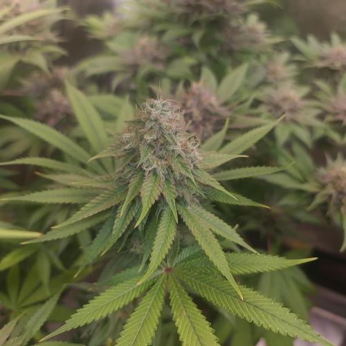 Goodie from Karma. Week 13