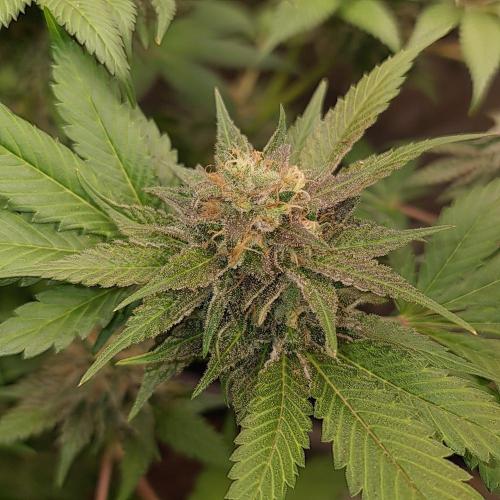 Banana Haze. Week 13