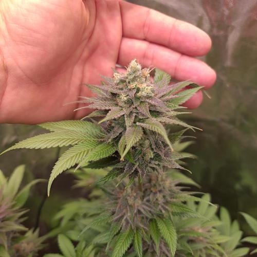 Banana Haze. Week 13