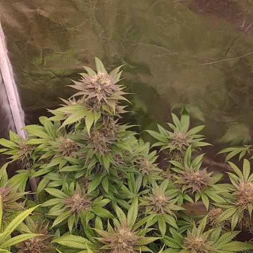 Banana Haze. Week 13