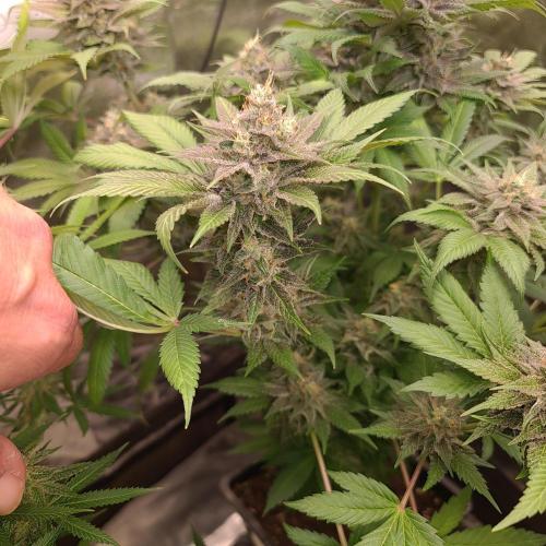 Banana Haze. Week 13